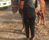 小姐姐驯野马,小姐姐的奇妙冒险之旅